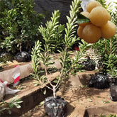 Crystal Myrica rubra tree - ChangYun